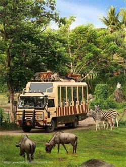 safari-bali