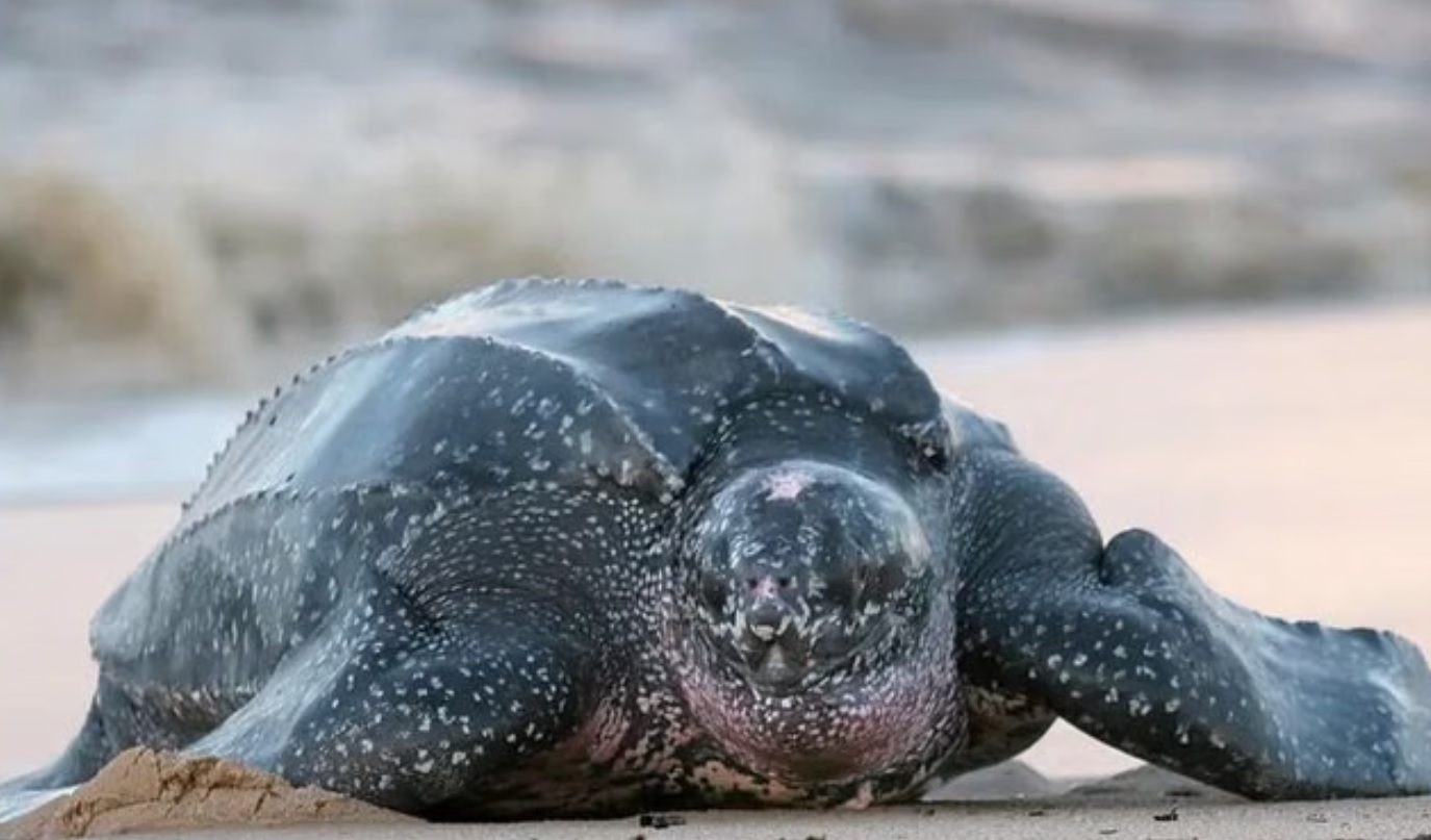 Turtle Watching at Sirinat National Park